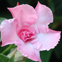 关于花的漂亮qq头像