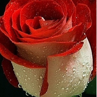 关于花的漂亮qq头像