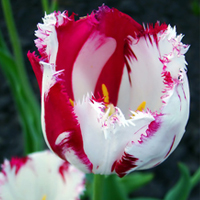 关于花的漂亮qq头像