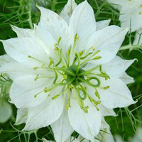 关于花的漂亮qq头像