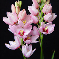 关于花的漂亮qq头像