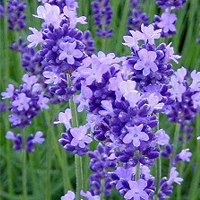 关于花的漂亮qq头像