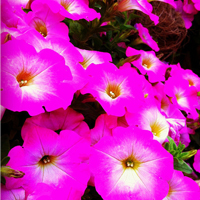 关于花的漂亮qq头像