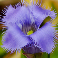 关于花的漂亮qq头像