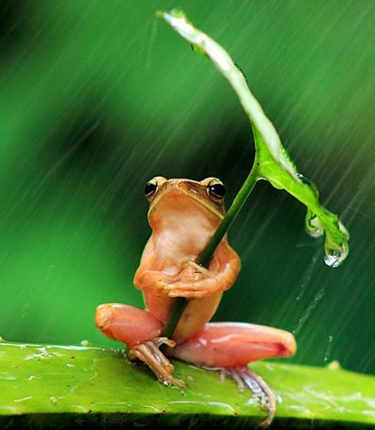 励志青蛙打伞