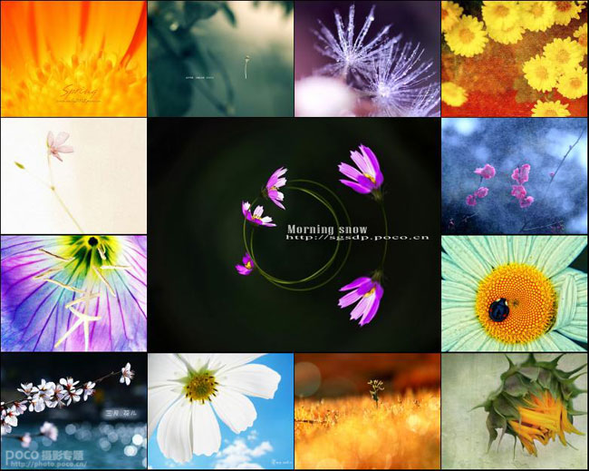 创意花卉摄影技巧实例教程”