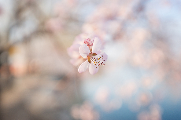 春季摄影七招巧拍树上花实例教程”