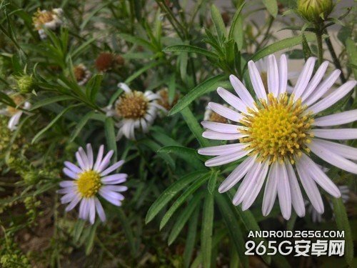 独特算法好成像 华硕ZenFone 5拍照评测 