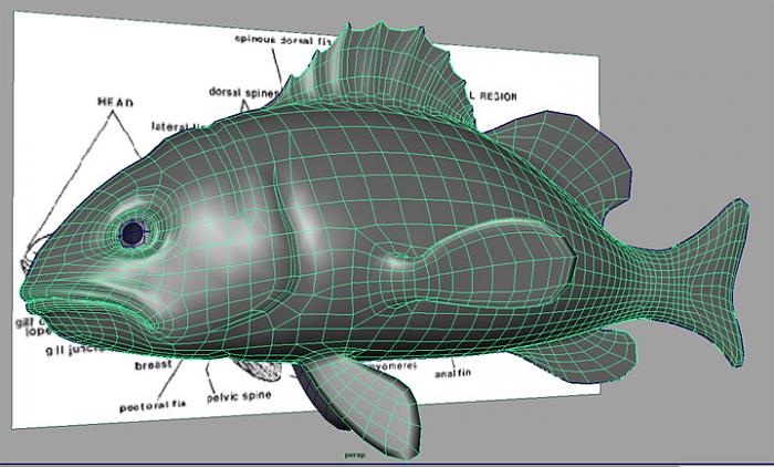 maya製作逼真的魚模型