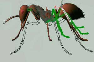 深入了解3DMAX建模技术--蚂蚁实例（上）