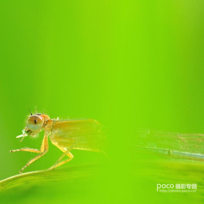 PS教程之像美女一样精修你的虫片(豆娘的后期处理教程)