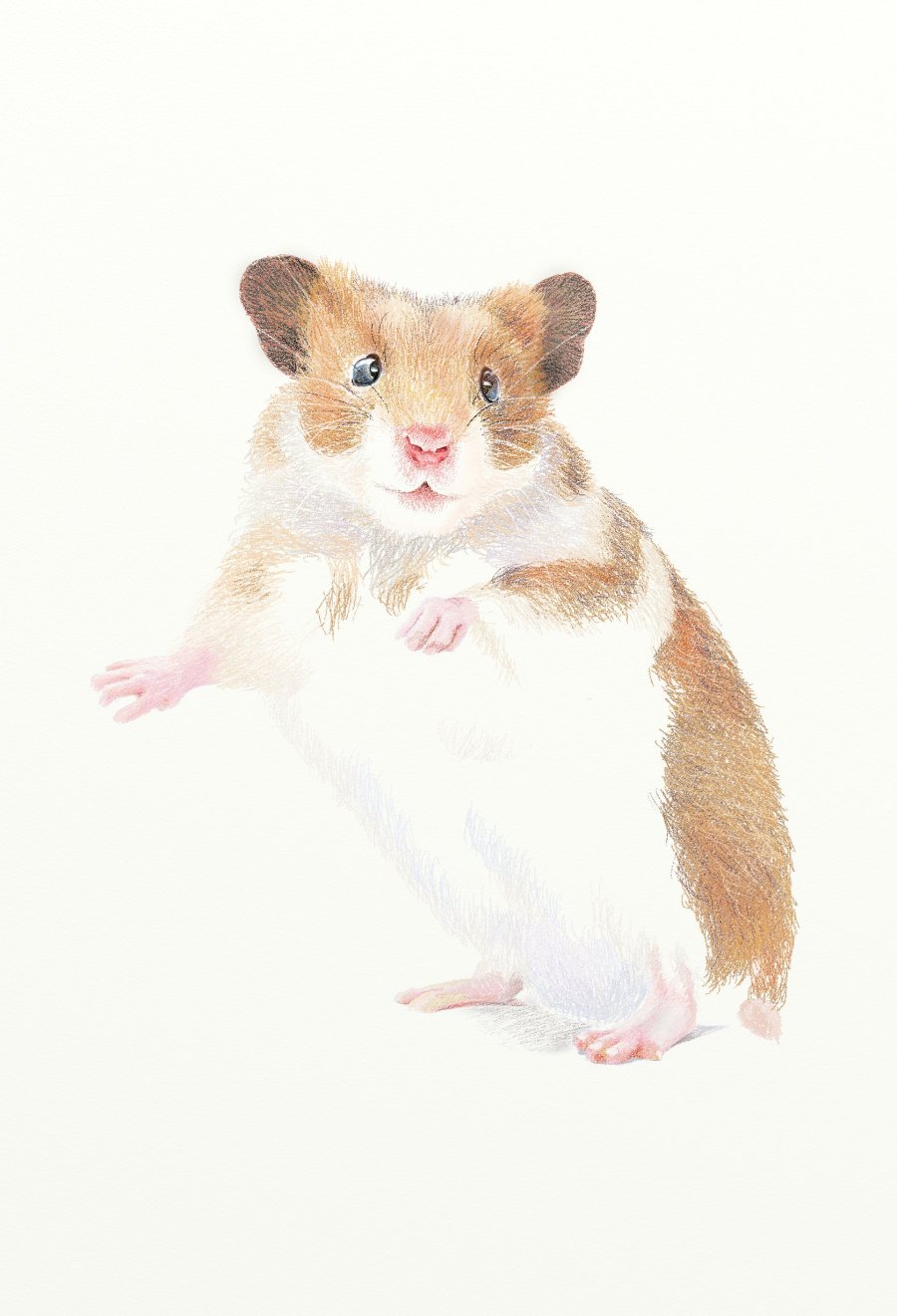 painter绘制一只可爱的小老鼠插画