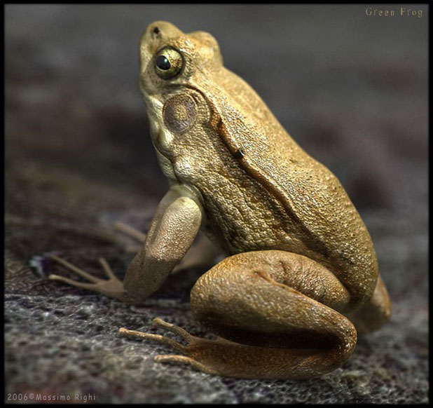 MAYA����������� �ű�֮�� MAYA��ɫ�����̳�