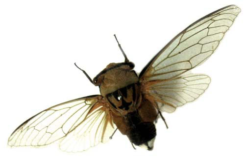 PS合成深夜里坐在干枯荒地里的裸体独思女孩照片