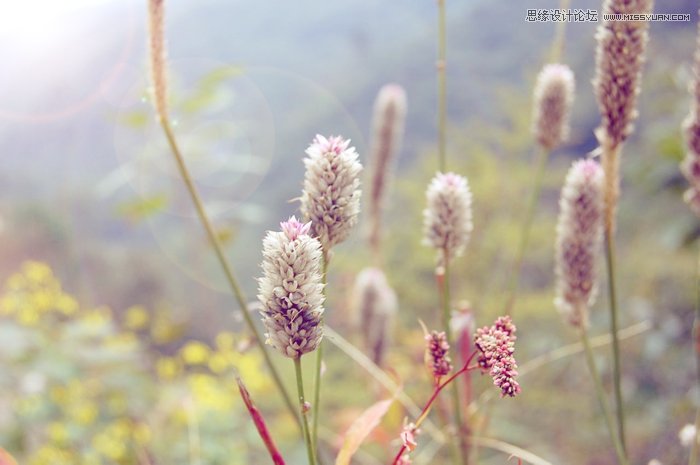 Photoshop调出小清新日系效果的蒲草植物图片”