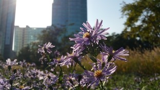 �ȸ����ǿ��! ����Edge�Ա�iPhone 6 