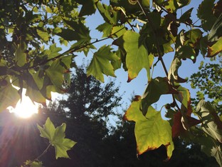 �ȸ����ǿ��! ����Edge�Ա�iPhone 6 