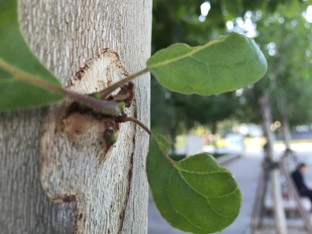 �ȸ����ǿ��! ����Edge�Ա�iPhone 6 