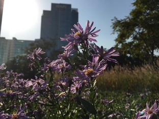 �ȸ����ǿ��! ����Edge�Ա�iPhone 6 