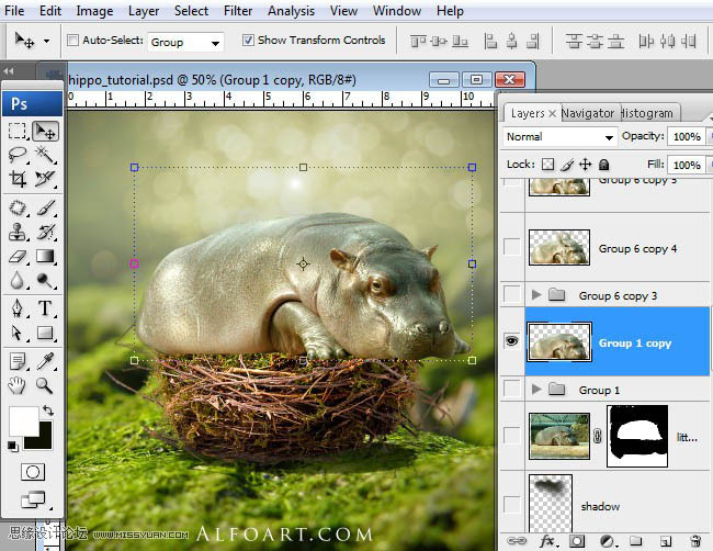 PS合成刚从鸟巢中孵化出的河马创意另类图片