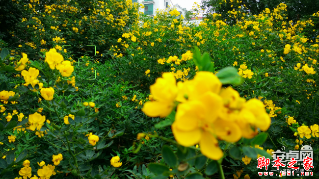 小米4拍照新技能 教你如何拍惊人微距照片