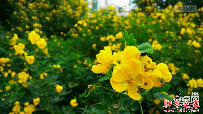 小米4拍照新技能 教你如何拍惊人微距照片