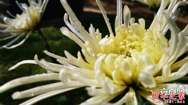 小米4拍照新技能 教你如何拍惊人微距照片