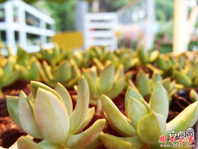 小米4拍照新技能 教你如何拍惊人微距照片