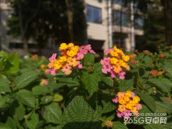 同门生比拼魅蓝note/MX4拍照对比评测