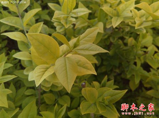 告别一天一充！千元TCL 续航+评测来啦 