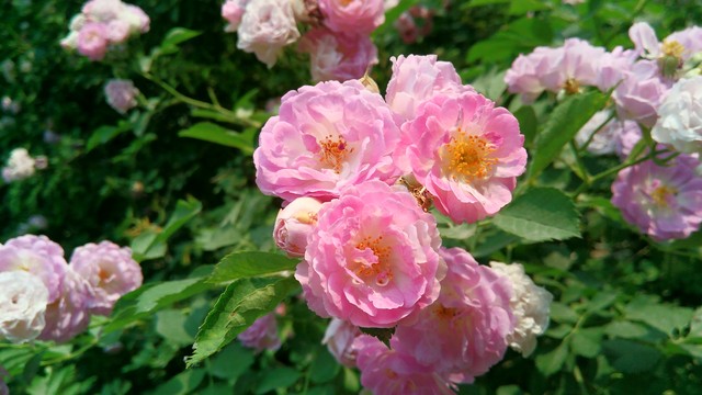 千元机性价比新贵 TCL么么哒3S全面评测 