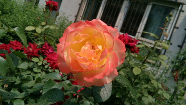 千元机性价比新贵 TCL么么哒3S全面评测 