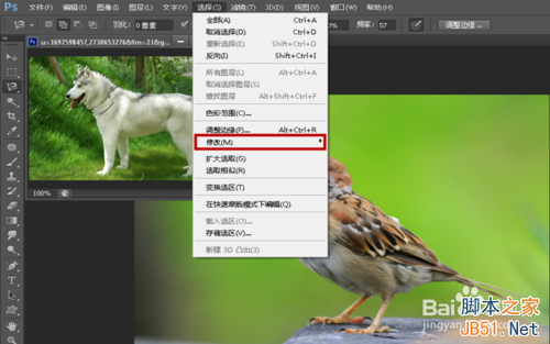 ps创意合成哈士奇头麻雀身的奇异动物