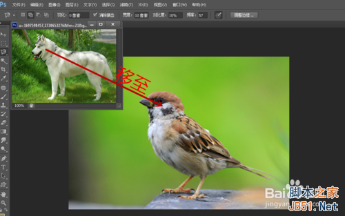 ps创意合成哈士奇头麻雀身的奇异动物