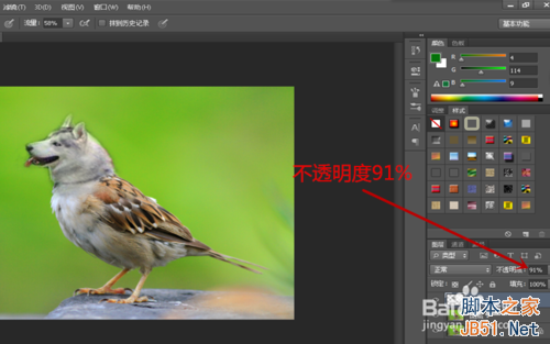 ps创意合成哈士奇头麻雀身的奇异动物