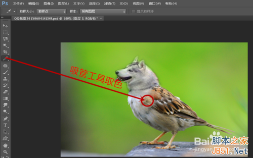 ps创意合成哈士奇头麻雀身的奇异动物