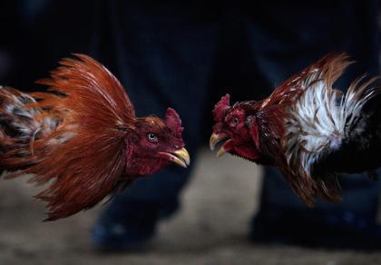 斗机如斗鸡，新百元机竞争或引发国产手机格局重塑