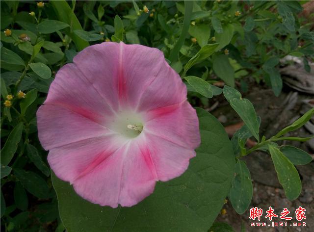 平价标杆：魅蓝Note2开箱体验，将手感与体验进行到底