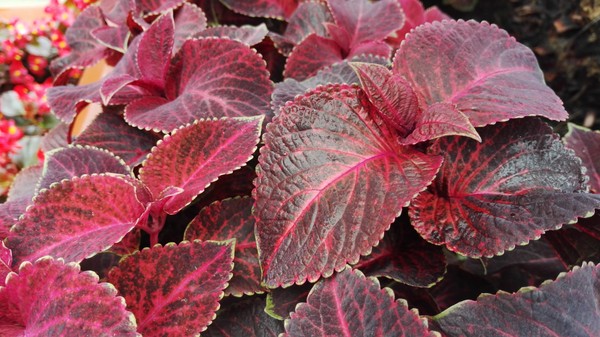 荣耀7评测：智灵键引发的人机交互变革 