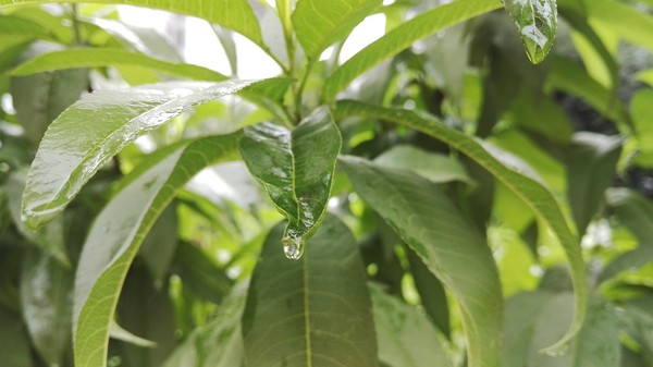 荣耀7评测：智灵键引发的人机交互变革 