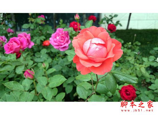 号称红米杀手！国产最强499神机 大神F1 2GB版评测