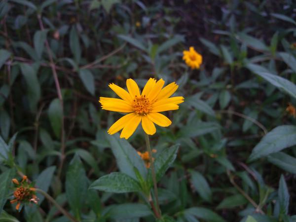 中端但不一定代表中庸!三星Galaxy A8评测