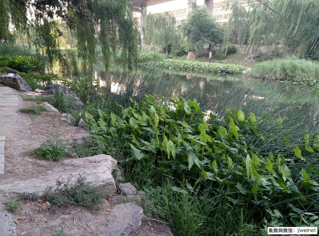 掌上影院，乐视超级手机1测评