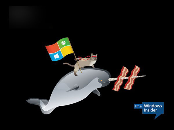 微软Win10 Insider壁纸下载：骑独角鲸、恐龙的忍者猫壁纸”