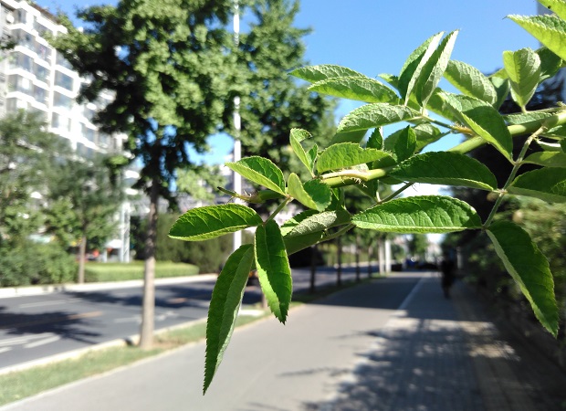 坚果手机拍照怎么样 坚果U1拍照样张图评