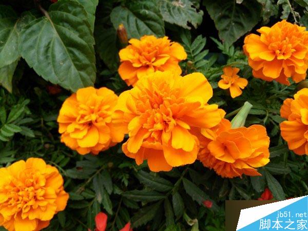 ZUK Z1��ϸ��������