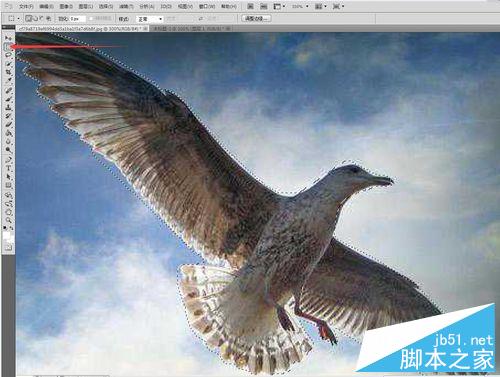 PHOTOSHOP CS5中用钢笔抠图