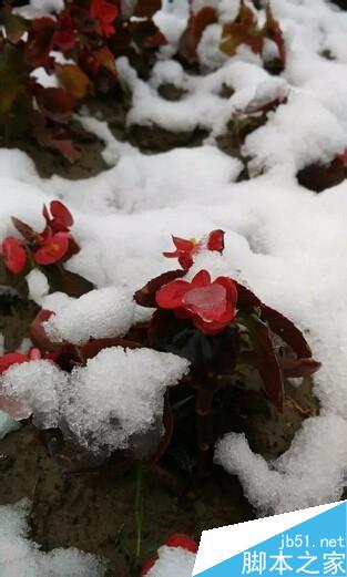 用手机怎样拍出好看的2015冬雪