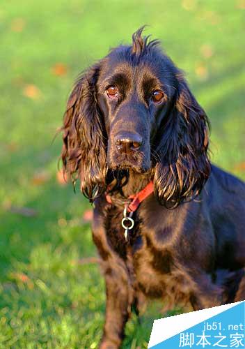 maya完美表现自然光 脚本之家 maya灯光教程