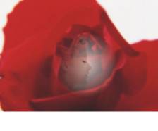 融会CorelDRAW9之透明合成 脚本之家 CorelDraw入门教程